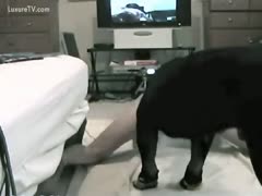 Love adores dog fucking her 